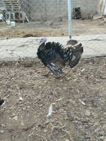 бишкек купить ноутбук: Электрокамин Firelight, 2000 Вт, Светодиодная технология (LED) — 2