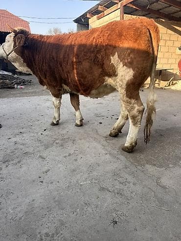 щвиц телка: Продаю | Корова (самка) | Для разведения | Привязанные — 1
