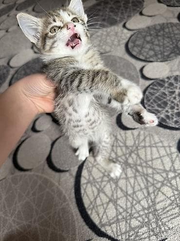 лысые кошки: Беспородная, 1 месяц, Девочка, Приучена к лотку — 3