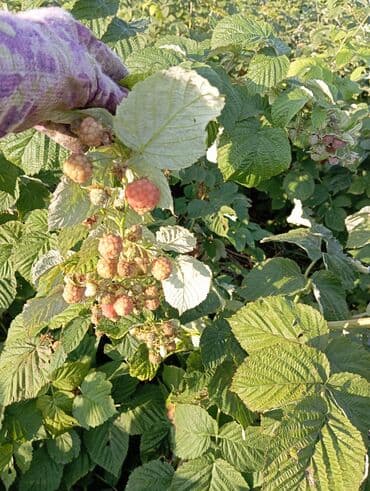 продаю в связи с переездом: Малина — 4