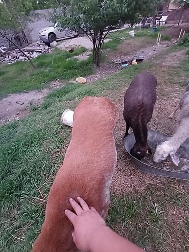 Продаю | Баран (самец) | Эдильбаевская | Для разведения | Племенные — 6