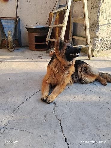 бетон жумуштары: Услуги пастушьей собаки для выпаса стада - Порода: немецкая овчарка — 9