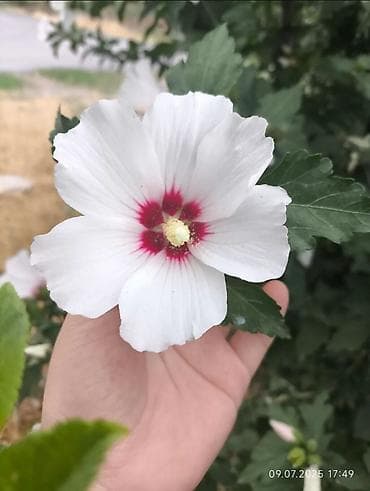 лаванда: Саженцы цветка: Гибискусы садовые — 2