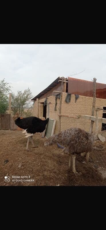 корм для птенцов волнистых попугаев: ‼️СРОЧНО Страусы (пара, самец и самка) - Вид: африканский страус — 1