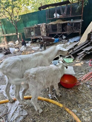 дойный коза: Сатам | Улак — 2