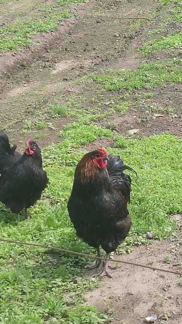 сом рыба: Продаю | Петух | Для разведения — 2