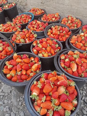 продам виноград на вино: Клубника Оптом — 5