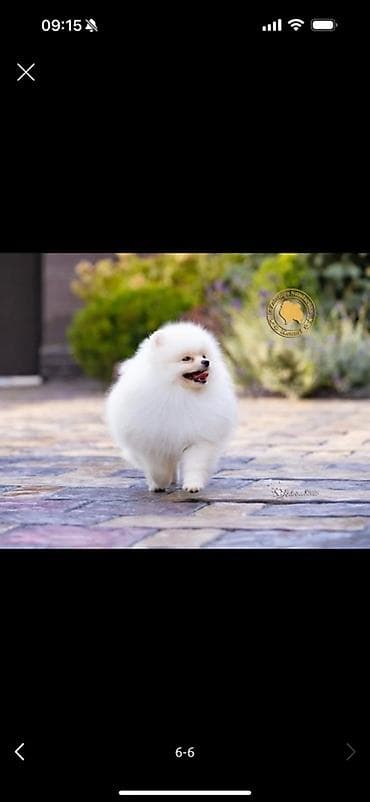 шпицы цена: Щенок померанского шпица, белый окрас. - Тип: миниатюрная — 2