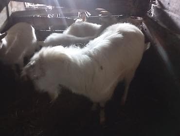 коз кой: Продаю | Козёл (самец) | Для разведения | Осеменитель — 2