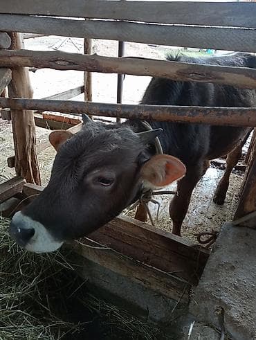 продаю бычки герофорды: Продаю | Бык (самец) | На откорм | Привязанные — 2