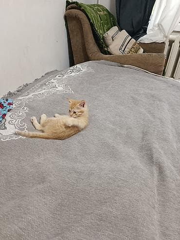 коты город ош: Котята. Бесплатно - Окрас: двое рыжих тигровых, двое серых/дымчатых — 4