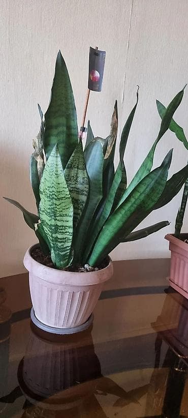 Драцендер жана Сансевиериялар: Комнатные цветы Сансивьерия санса тёщин язык В квадратном санса — 3