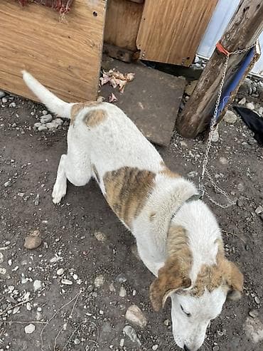 купить колли собаку: Собака средних размеров 3 месяца короткошёрстная, белая с рыжими — 5