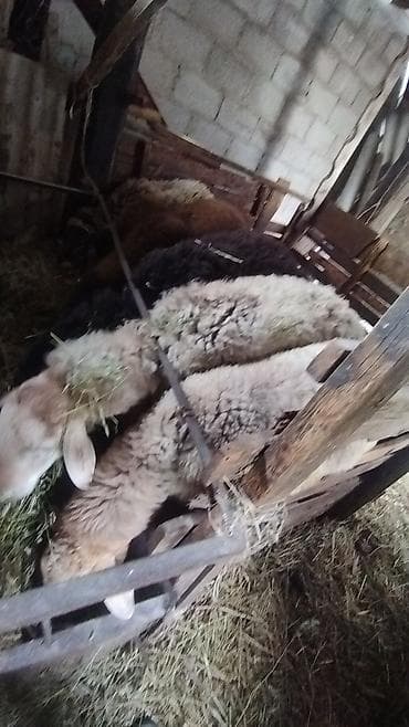 кой кана: Продаю | Овца (самка) | Для разведения — 3