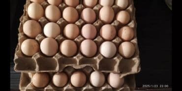 голуби жвотный: Продаю | Инкубационные яйца — 2