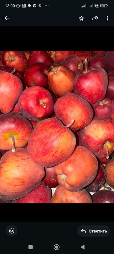 купить холст бишкек: Яблоки Крипсон, Оптом — 1