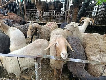 А/ч жаныбарларын сатам: Сатам | Ургаачы кой (ургаачы), Козу, Кочкор (эркек) | Союуга, Көбөйтүү үчүн — 10