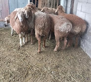 доч: Продаю | Овца (самка) | Арашан | Для разведения — 2