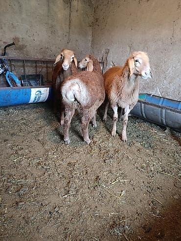 теке козел: Продаю | Баран (самец) | Эдильбаевская | Для разведения — 2