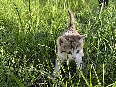 купить кошку манчкин: Котята, помёт из трёх малышей. Возраст: 1,5 месяца (уверенно ходят — 7