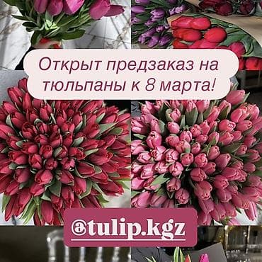 Тюльпаны к 8 марта — открыт предзаказ. В наличии 10 сортов. Опт от