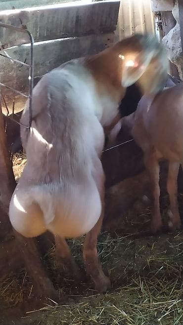 Продаю | Баран (самец) | Для разведения | Племенные