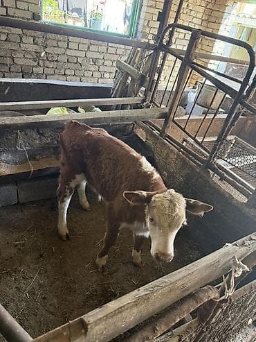 Продаю | Музоо, торпок | Симментальская | На откорм