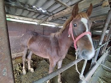 Продам с/х животных: Продаю | Кобыла (самка) | Дончак | Для разведения, Конный спорт | Племенные — 5