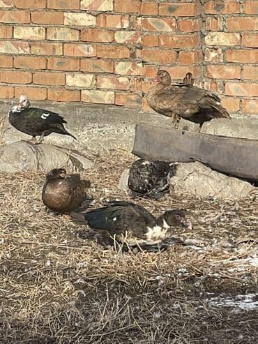 Ветеринар кызматы: Мускусные утки (индоутки), разноцветные окрасы. - Порода: мускусная — 6