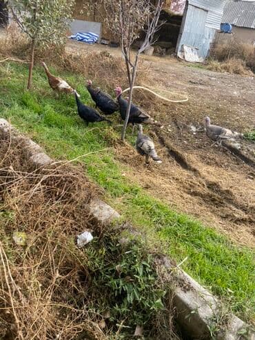 хомяк домашний купить: Продаю | Индюшка (самка), Индюк (самец) | Полукровка | Для разведения | Племенные — 3