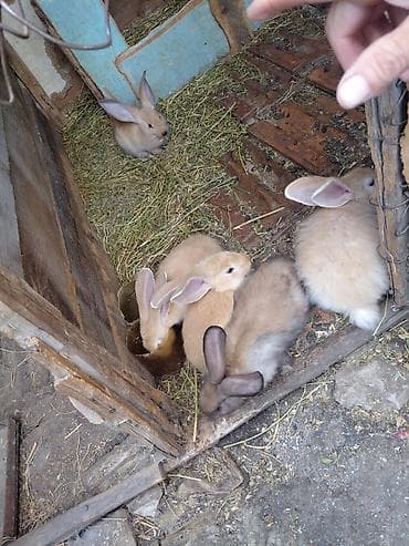 кролики: Продаю | Крольчата | Для разведения — 4