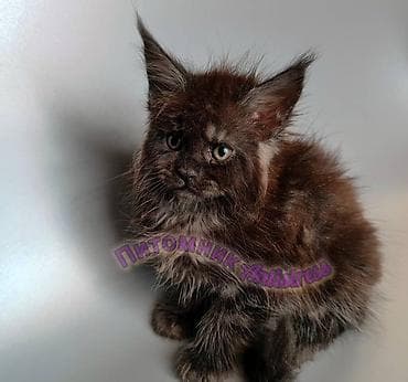 тара для мёда: Питомник Antistress предлагает котёнка породы мейн-кун — 5