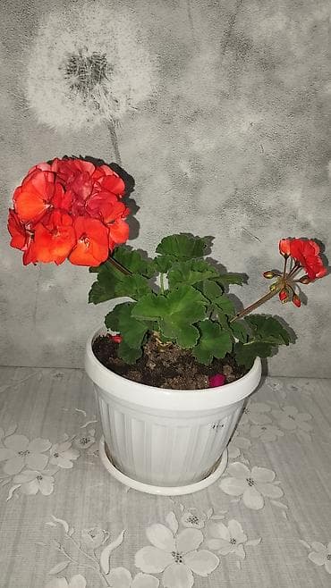 розы в колбе: Пеларгония (герань) в горшке – комнатные цветы с крупными шаровидными — 6