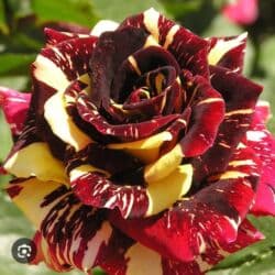 декоративные растения: Саженцы цветка: Розы, Платная доставка — 2