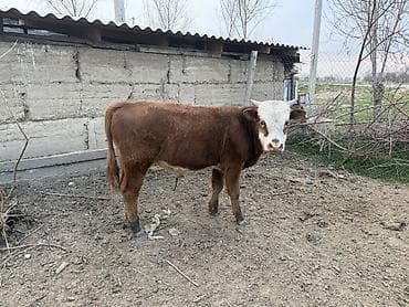 куплю корову на мясо: Продаю | Музоо, торпок | Швицкая, Симментальская | На откорм, Для разведения — 4