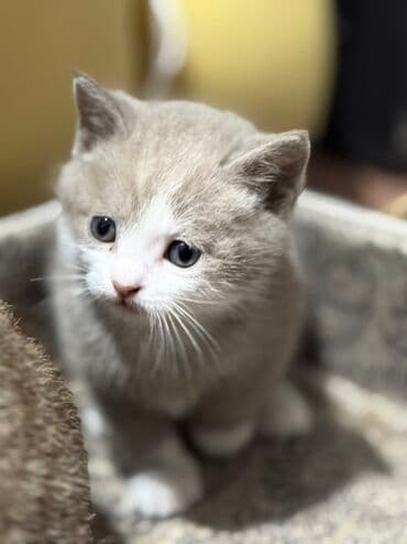 продажа породистых котят: Котята домашние, пушистые, разных окрасов. Особенности: - Возраст: на — 1