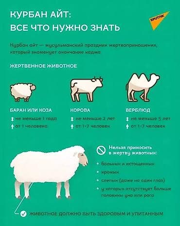 карова на забой: Продаю | Баран (самец) — 3