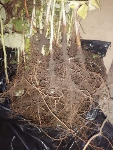 изовер с фольгой бишкек: Саженцы Летний сорт малины : - Пшехиба с развитой корневой — 2