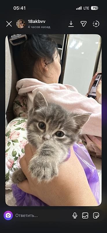 куплю сиамского котенка: Дам котенка бесплатно Ищу в добрые руки Котёнок серого окраса с — 1