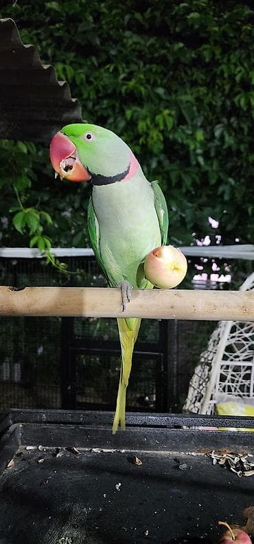 Птицы: Александрийский кольчатый попугай (Psittacula eupatria)РУЧНОЙ - — 1
