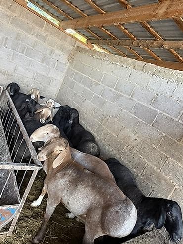 чип для животных: Продаю | Баран (самец) — 1