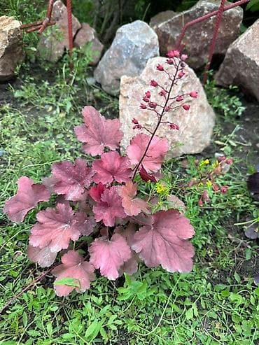 картофель семенной: Продаю все виды садовых растений,кустарников и цветов. Ош — 6