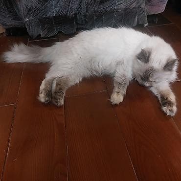 стоимость бенгальских кошек: Рэгдолл, 11 месяцев, Девочка, Приучена к лотку — 5