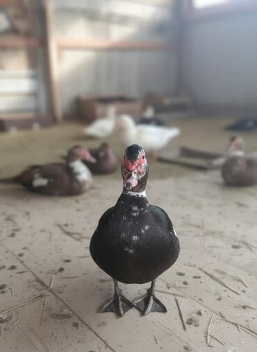 купить корм для перепелов несушек: Селезни индоутки (мускусные утки) - Порода: индоутка, крупный мясной — 2