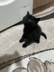 новорожденный котенок: 1 айлык, Эркек, Кара, Аргын, Лотокко барууга үйрөтүлгөн — 1