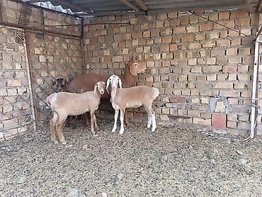 Продаю | Овца (самка) | Для разведения | Племенные at lalafo.kg Продаю | Овца (самка) | Для разведения | Племенные