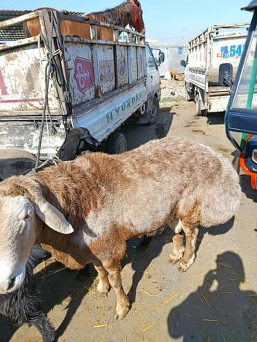 бультерьер бишкек: Сатам | Кочкор (эркек) | Көбөйтүү үчүн — 2