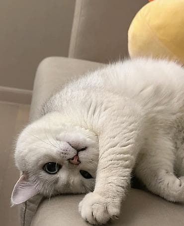 маленькие котята: Скотиш Страйт (Шотландская прямоухая), 5 месяцев, Девочка, Приучена к лотку — 3