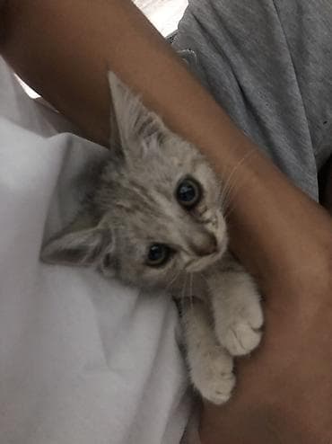 аванта кошка: Отдам котят в хорошие руки, к лотку приучены, привезу сам — 3