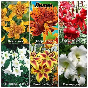 лилии цветы: Https://t.me/blooming_garden_kg Самый бооольшой выбор лилий только у — 4